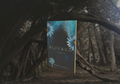 Book titled 'Bluebud' with floral design on a dark background